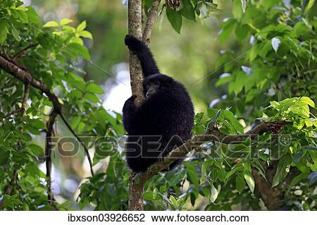 "Siamang (Symphalangus syndactylus), adult male on a tree, captive, Singapore, Asia" View Large Photo Image Stock Image - "Siamang (Symphalangus syndactylus), adult male on a tree, captive, Singapore, Asia". Fotosearch