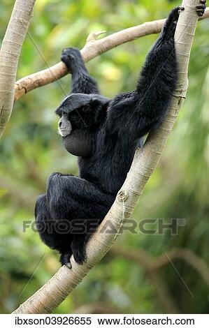Stock Photography - "Siamang (Symphalangus syndactylus), adult male on a tree, captive, Singapore, Asia". Fotosearch