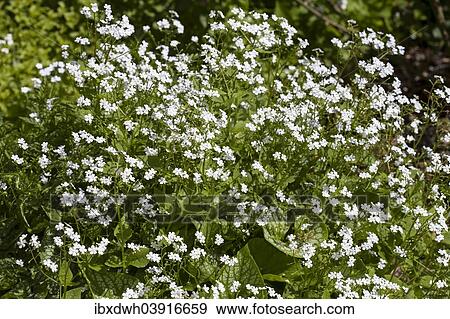 "Siberian bugloss (Brunnera macrophylla), """"Mr. Morse"""", Baden-Wurttemberg, Germany, Europe" View Large Photo Image Stock Photo - "Siberian bugloss (Brunnera macrophylla), """"Mr. Morse"""", Baden-Wurttemberg, Germany, Europe". Fotosearch