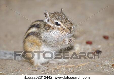 "Siberian chipmunk, Common chipmunk (Eutamias sibiricus) collecting pine nuts, Baikal, Siberia, Russian Federation, Eurasia" View Large Photo Image Stock Image - "Siberian chipmunk, Common chipmunk (Eutamias sibiricus) collecting pine nuts, Baikal, Siberia, Russian Federation, Eurasia". Fotosearch