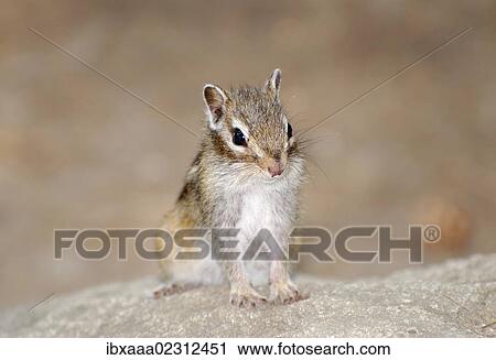 "Siberian chipmunk, Common chipmunk (Eutamias sibiricus), Baikal, Siberia, Russian Federation, Eurasia" View Large Photo Image Stock Image - "Siberian chipmunk, Common chipmunk (Eutamias sibiricus), Baikal, Siberia, Russian Federation, Eurasia". Fotosearch