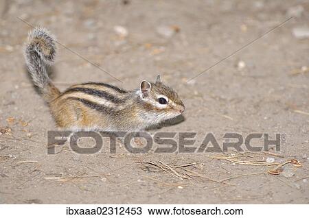"Siberian chipmunk, Common chipmunk (Eutamias sibiricus), Baikal, Siberia, Russian Federation, Eurasia" View Large Photo Image Stock Image - "Siberian chipmunk, Common chipmunk (Eutamias sibiricus), Baikal, Siberia, Russian Federation, Eurasia". Fotosearch