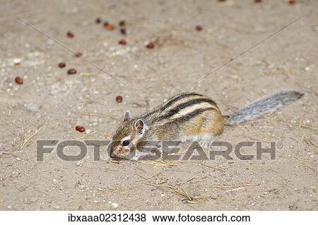 "Siberian chipmunk, Common chipmunk (Eutamias sibiricus) collecting pine nuts, Baikal, Siberia, Russian Federation, Eurasia" View Large Photo Image Stock Photo - "Siberian chipmunk, Common chipmunk (Eutamias sibiricus) collecting pine nuts, Baikal, Siberia, Russian Federation, Eurasia". Fotosearch