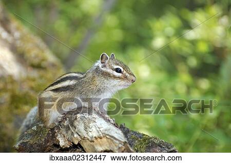 "Siberian chipmunk, Common chipmunk (Eutamias sibiricus), Baikal, Siberia, Russian Federation, Eurasia" View Large Photo Image Stock Photo - "Siberian chipmunk, Common chipmunk (Eutamias sibiricus), Baikal, Siberia, Russian Federation, Eurasia". Fotosearch