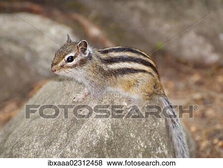 Stock Photo - "Siberian chipmunk, Common chipmunk (Eutamias sibiricus), Baikal, Siberia, Russian Federation, Eurasia". Fotosearch