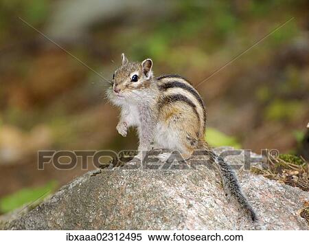 "Siberian chipmunk, Common chipmunk (Eutamias sibiricus), Baikal, Siberia, Russian Federation, Eurasia" View Large Photo Image Stock Photography - "Siberian chipmunk, Common chipmunk (Eutamias sibiricus), Baikal, Siberia, Russian Federation, Eurasia". Fotosearch