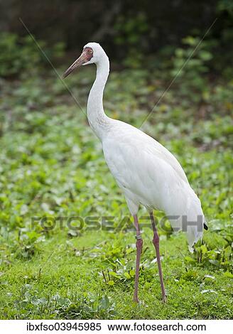 "Siberian Crane, Siberian White Crane or Snow Crane (Grus leucogeranus), captive, Lower Saxony, Germany, Europe" View Large Photo Image Stock Photography - "Siberian Crane, Siberian White Crane or Snow Crane (Grus leucogeranus), captive, Lower Saxony, Germany, Europe". Fotosearch