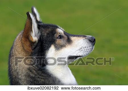 Stock Image - "Siberian Husky (Canis lupus familiaris), one year old male, portrait". Fotosearch