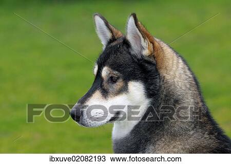 "Siberian Husky (Canis lupus familiaris), one year old male, portrait" View Large Photo Image Stock Image - "Siberian Husky (Canis lupus familiaris), one year old male, portrait". Fotosearch