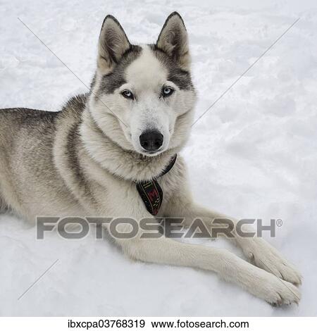 Siberian Husky View Large Photo Image Stock Photo - Siberian Husky. Fotosearch