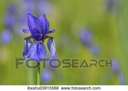 "Siberian Iris (Iris sibirica), Canton of Zurich, Switzerland, Europe" View Large Photo Image Stock Photo - "Siberian Iris (Iris sibirica), Canton of Zurich, Switzerland, Europe". Fotosearch