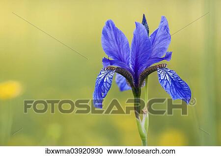 "Siberian Iris (Iris sibirica), North Hesse, Hesse, Germany, Europe" View Large Photo Image Stock Image - "Siberian Iris (Iris sibirica), North Hesse, Hesse, Germany, Europe". Fotosearch
