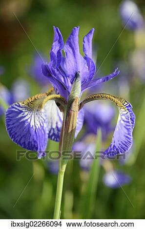 "Siberian Iris (Iris sibirica), flowering" View Large Photo Image Picture - "Siberian Iris (Iris sibirica), flowering". Fotosearch