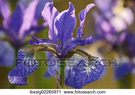 "Siberian Iris (Iris sibirica), flowering" View Large Photo Image Stock Image - "Siberian Iris (Iris sibirica), flowering". Fotosearch