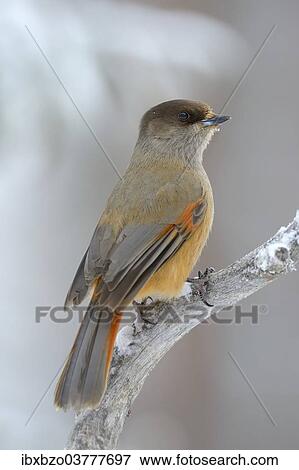 "Siberian Jay (Perisoreus infaustus) on perch, Oulanka National Park, Kuusamo, Lapland, Finland, Europe" View Large Photo Image Stock Photo - "Siberian Jay (Perisoreus infaustus) on perch, Oulanka National Park, Kuusamo, Lapland, Finland, Europe". Fotosearch