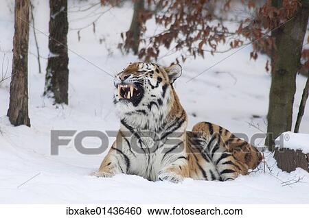 Stock Image - "Siberian Tiger or Amur Tiger (Panthera tigris altaica), winter, enclosure". Fotosearch