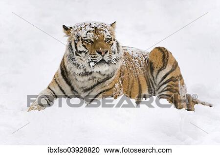 Stock Image - "Siberian Tiger or Amur Tiger (Panthera tigris altaica), lying in the snow, captive, Saxony, Germany, Europe". Fotosearch