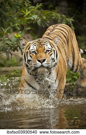 Stock Image - "Siberian Tiger or Amur Tiger (Panthera tigris altaica) running into the water, captive, Saxony, Germany, Europe". Fotosearch