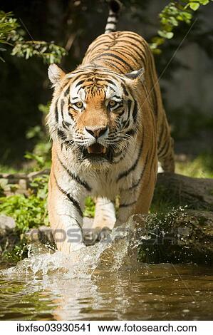 Stock Image - "Siberian Tiger or Amur Tiger (Panthera tigris altaica) running into the water, captive, Saxony, Germany, Europe". Fotosearch