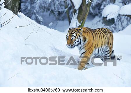 Stock Image - "Siberian Tiger or Amur Tiger (Panthera tigris altaica), in deep snow, captive, Switzerland, Europe". Fotosearch