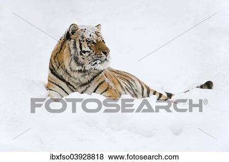 Stock Photo - "Siberian Tiger or Amur Tiger (Panthera tigris altaica), lying in the snow, captive, Saxony, Germany, Europe". Fotosearch