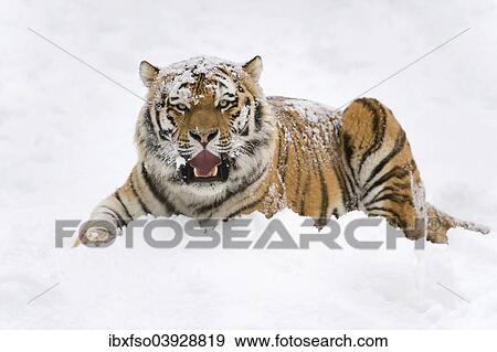 Stock Photo - "Siberian Tiger or Amur Tiger (Panthera tigris altaica), lying in the snow, captive, Saxony, Germany, Europe". Fotosearch