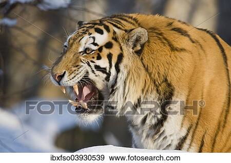 Stock Photo - "Siberian Tiger or Amur Tiger (Panthera tigris altaica) baring its teeth, captive, Saxony, Germany, Europe". Fotosearch