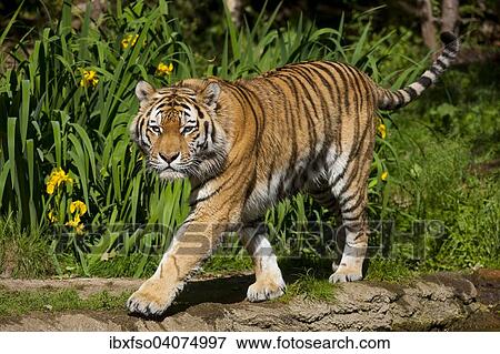 "Siberian Tiger or Amur Tiger (Panthera tigris altaica), captive, Saxony, Germany, Europe" View Large Photo Image Stock Photo - "Siberian Tiger or Amur Tiger (Panthera tigris altaica), captive, Saxony, Germany, Europe". Fotosearch