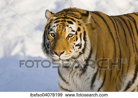 "Siberian Tiger or Amur tiger (Panthera tigris altaica), captive, Saxony, Germany, Europe" View Large Photo Image Stock Photo - "Siberian Tiger or Amur tiger (Panthera tigris altaica), captive, Saxony, Germany, Europe". Fotosearch