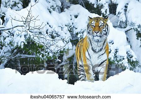 Stock Photo - "Siberian Tiger or Amur Tiger (Panthera tigris altaica), in deep snow, captive, Switzerland, Europe". Fotosearch