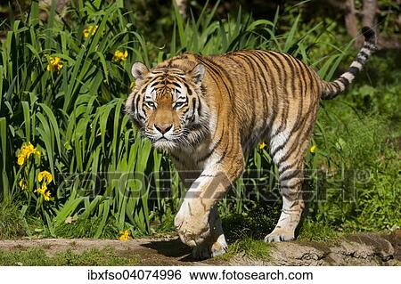 "Siberian Tiger or Amur Tiger (Panthera tigris altaica), captive, Saxony, Germany, Europe" View Large Photo Image Stock Photograph - "Siberian Tiger or Amur Tiger (Panthera tigris altaica), captive, Saxony, Germany, Europe". Fotosearch