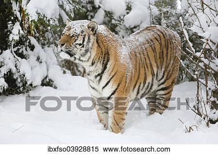 Stock Photography - "Siberian Tiger or Amur Tiger (Panthera tigris altaica), standing in snow, captive, Saxony, Germany, Europe". Fotosearch