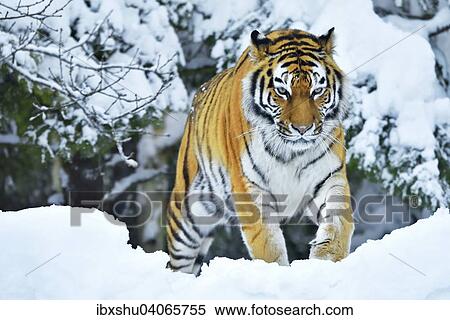"Siberian Tiger or Amur Tiger (Panthera tigris altaica), in deep snow, captive, Switzerland, Europe" View Large Photo Image Stock Photography - "Siberian Tiger or Amur Tiger (Panthera tigris altaica), in deep snow, captive, Switzerland, Europe". Fotosearch