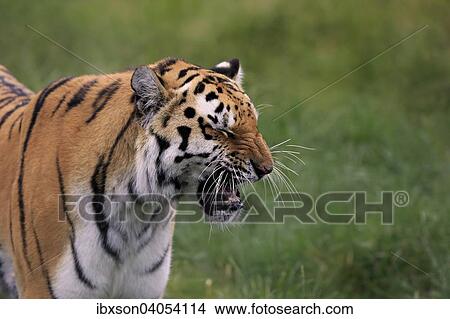 "Siberian Tiger (Panthera tigris altaica), adult, snarling, native to Asia, captive, England, United Kingdom, Europe" View Large Photo Image Picture - "Siberian Tiger (Panthera tigris altaica), adult, snarling, native to Asia, captive, England, United Kingdom, Europe". Fotosearch
