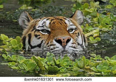 "Siberian tiger (Panthera tigris altaica), swimming, captive" View Large Photo Image Stock Image - "Siberian tiger (Panthera tigris altaica), swimming, captive". Fotosearch