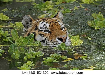Stock Image - "Siberian tiger (Panthera tigris altaica), swimming, captive". Fotosearch