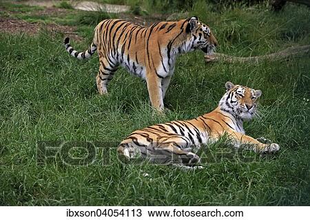 "Siberian Tiger (Panthera tigris altaica), adults, pair, social behavior, native to Asia, captive, England, United Kingdom, Europe" View Large Photo Image Stock Image - "Siberian Tiger (Panthera tigris altaica), adults, pair, social behavior, native to Asia, captive, England, United Kingdom, Europe". Fotosearch