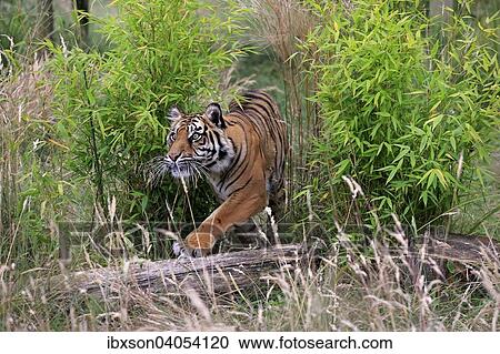 "Siberian Tiger (Panthera tigris altaica), adult, stalking, native to Asia, captive, England, United Kingdom, Europe" View Large Photo Image Stock Image - "Siberian Tiger (Panthera tigris altaica), adult, stalking, native to Asia, captive, England, United Kingdom, Europe". Fotosearch