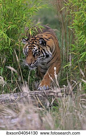 "Siberian Tiger (Panthera tigris altaica), adult, stalking, native to Asia, captive, England, United Kingdom, Europe" View Large Photo Image Stock Image - "Siberian Tiger (Panthera tigris altaica), adult, stalking, native to Asia, captive, England, United Kingdom, Europe". Fotosearch