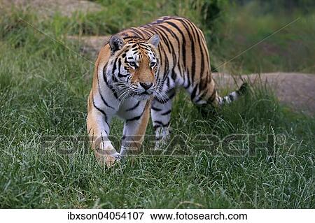 "Siberian Tiger (Panthera tigris altaica), adult, stalking, native to Asia, captive, England, United Kingdom, Europe" View Large Photo Image Stock Photo - "Siberian Tiger (Panthera tigris altaica), adult, stalking, native to Asia, captive, England, United Kingdom, Europe". Fotosearch