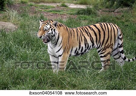 "Siberian Tiger (Panthera tigris altaica), adult, snarling, native to Asia, captive, England, United Kingdom, Europe" View Large Photo Image Stock Photo - "Siberian Tiger (Panthera tigris altaica), adult, snarling, native to Asia, captive, England, United Kingdom, Europe". Fotosearch