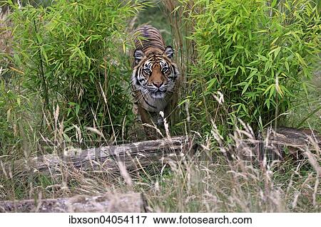 Stock Photo - "Siberian Tiger (Panthera tigris altaica), adult, stalking, native to Asia, captive, England, United Kingdom, Europe". Fotosearch