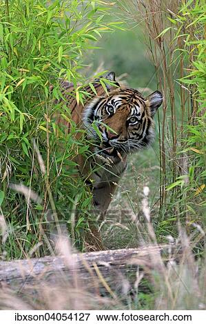 "Siberian Tiger (Panthera tigris altaica), adult, native to Asia, captive, England, United Kingdom, Europe" View Large Photo Image Stock Photo - "Siberian Tiger (Panthera tigris altaica), adult, native to Asia, captive, England, United Kingdom, Europe". Fotosearch