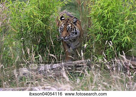 "Siberian Tiger (Panthera tigris altaica), adult, native to Asia, captive, England, United Kingdom, Europe" View Large Photo Image Stock Photograph - "Siberian Tiger (Panthera tigris altaica), adult, native to Asia, captive, England, United Kingdom, Europe". Fotosearch