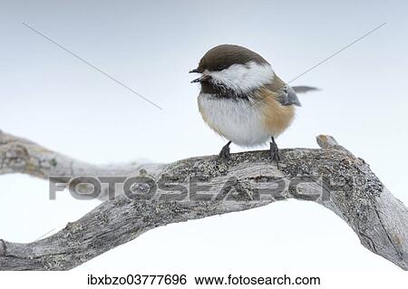 "Siberian Tit or Alaska Chickadee (Poecile cinctus) perched on a pine branch in the snow, Oulanka National Park, Kuusamo, Lapland, Finland, Europe" View Large Photo Image Stock Photograph - "Siberian Tit or Alaska Chickadee (Poecile cinctus) perched on a pine branch in the snow, Oulanka National Park, Kuusamo, Lapland, Finland, Europe". Fotosearch