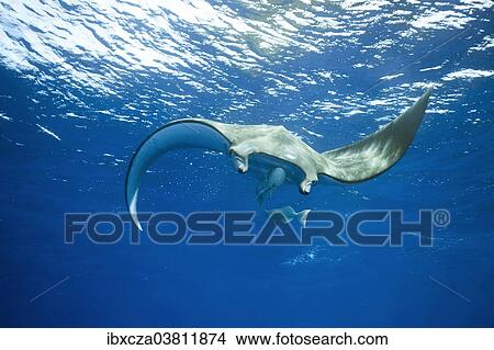Picture - "Sicklefin Devil Ray or Box Ray (Mobula tarapacana), near Santa Maria, Azores, Atlantic Ocean, Portugal, Europe". Fotosearch