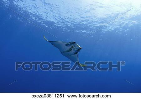 Stock Image - "Sicklefin Devil Ray or Box Ray (Mobula tarapacana), near Santa Maria, Azores, Atlantic Ocean, Portugal, Europe". Fotosearch