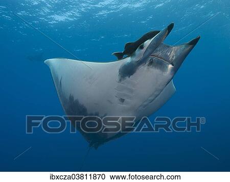 Stock Image - "Sicklefin Devil Ray or Box Ray (Mobula tarapacana), near Santa Maria, Azores, Atlantic Ocean, Portugal, Europe". Fotosearch