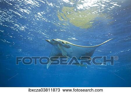 "Sicklefin Devil Ray or Box Ray (Mobula tarapacana), near Santa Maria, Azores, Atlantic Ocean, Portugal, Europe" View Large Photo Image Stock Image - "Sicklefin Devil Ray or Box Ray (Mobula tarapacana), near Santa Maria, Azores, Atlantic Ocean, Portugal, Europe". Fotosearch