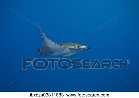 "Sicklefin Devil Ray or Box Ray (Mobula tarapacana), near Santa Maria, Azores, Atlantic Ocean, Portugal, Europe" View Large Photo Image Stock Image - "Sicklefin Devil Ray or Box Ray (Mobula tarapacana), near Santa Maria, Azores, Atlantic Ocean, Portugal, Europe". Fotosearch